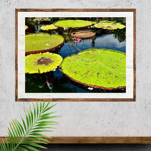 Pond & Leaves Puerto Vallarta Poster