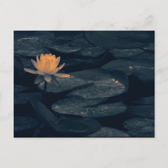 "Ponderação No Pond" - Cartão Postal (Frente)