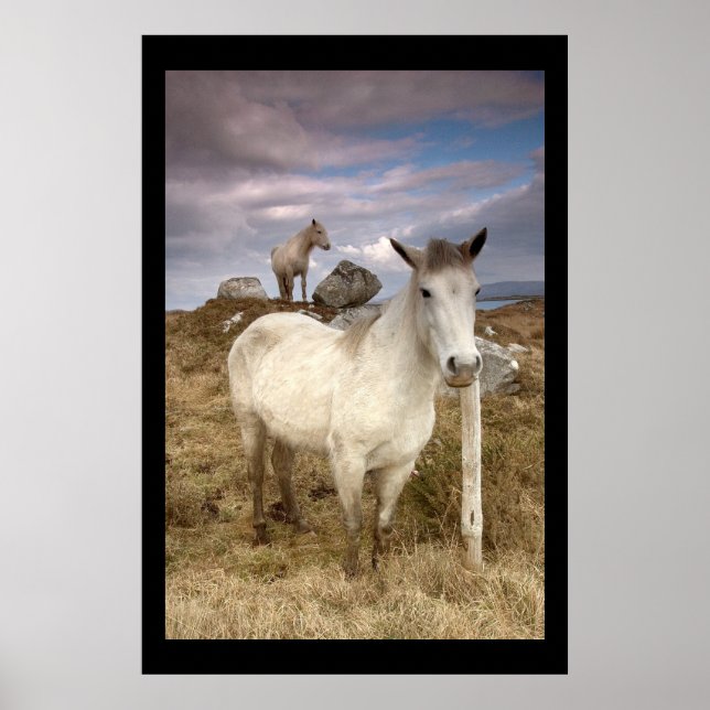 Pôneis Connemara. Poster por cARTerART (Frente)