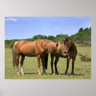 Ponies in Love Impressão