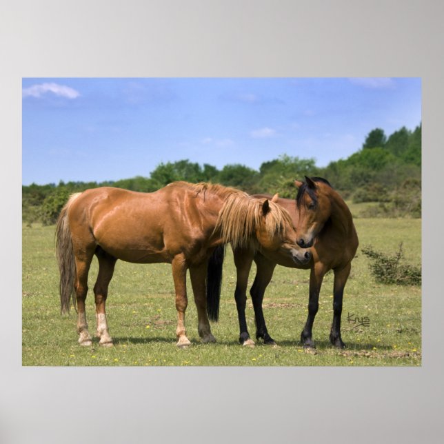Ponies in Love Impressão (Frente)