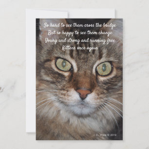 Ponte arco-íris - Cat