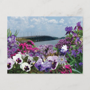 Ponte de veleiro e flores cartão postal 15r1
