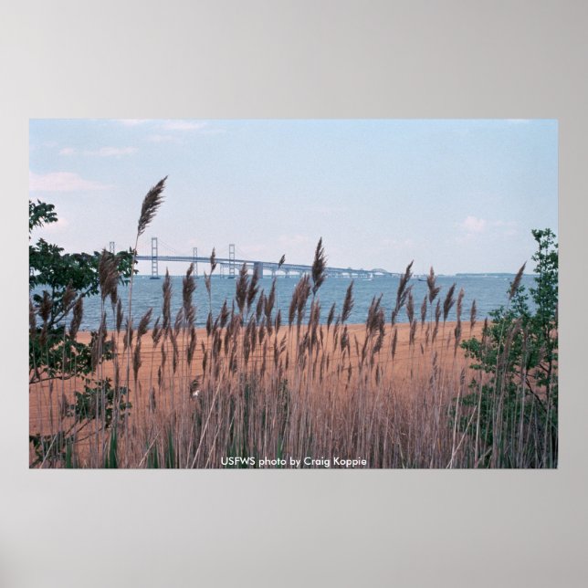 Ponte poster / Baía Chesapeak (Frente)