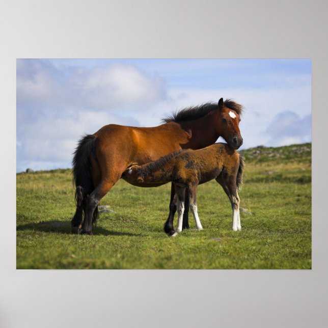Pony Mare Feeding Foal poster impressão (Frente)