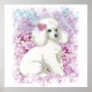 Poodle branco em Lilacs Poster Impressão