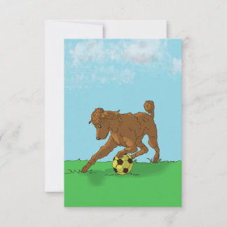Poodle Castanho com Cartão de Nota de Soccer
