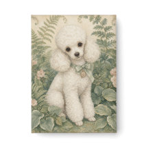 Poodle Miniatura da Vovó