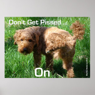 Poodle - Não fique irritado - Poster