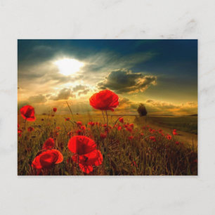 Poppies belos cartões postais do dia