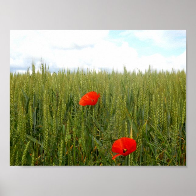 Poppies em um papel Poster de valor de campo de tr (Frente)