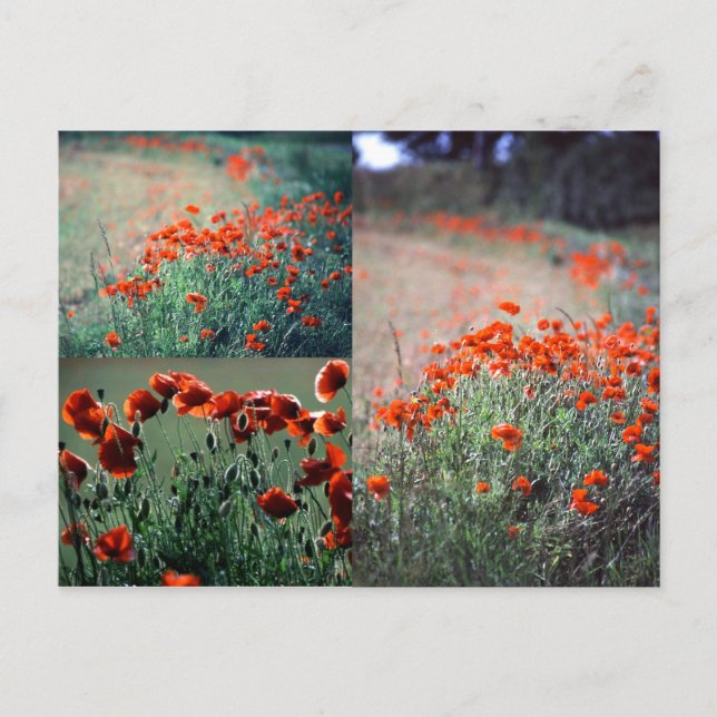Poppies Montage | Cartão postal (Frente)