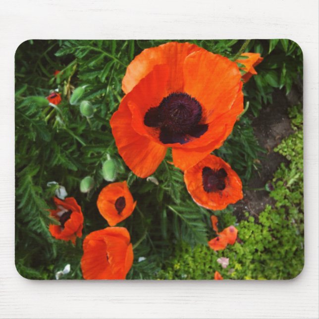 Poppies Mousepad (Frente)