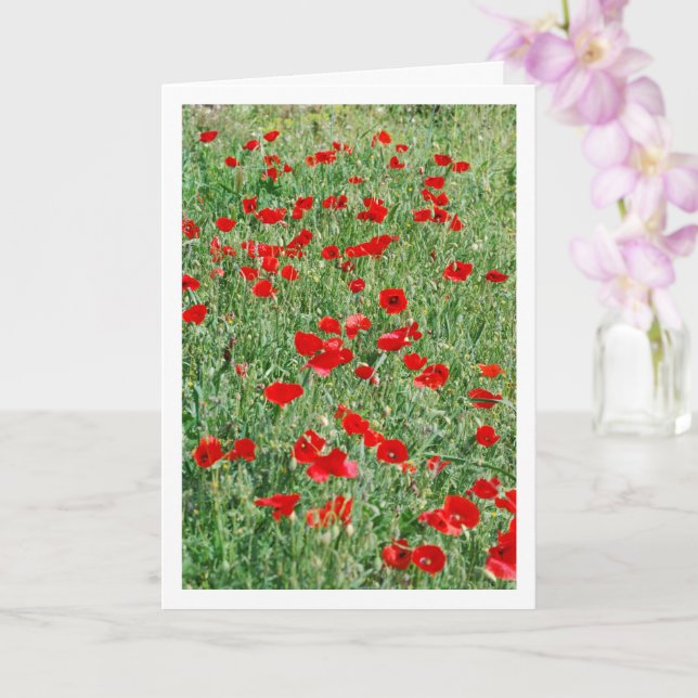 Poppies no Cartão de Campo (Orquídea)