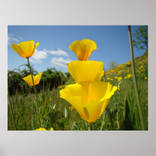 PoPPIES Orange Poppy Flowers Art Impressão Arte Fr