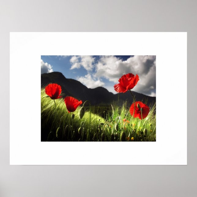 Poppies Poster (Frente)