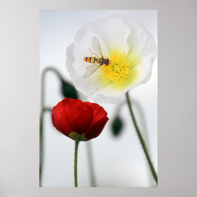 Poppies Poster (Frente)