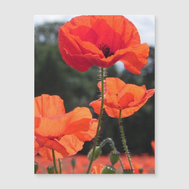 Poppy Field, lindas flores. (Frente)