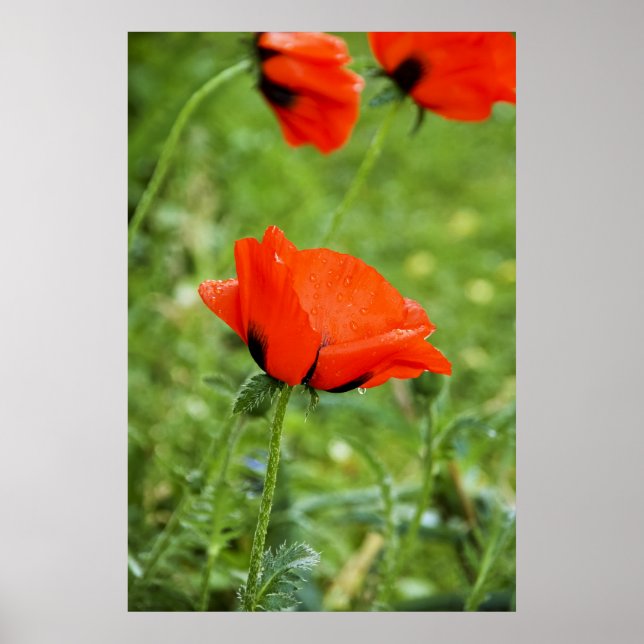 Poppy Framed Impressão (Frente)