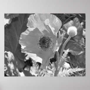 Poppy Poster