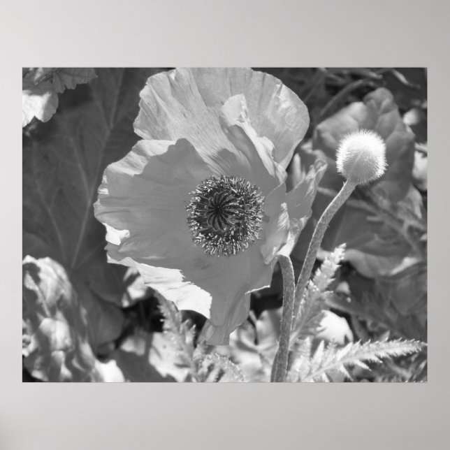 Poppy Poster (Frente)
