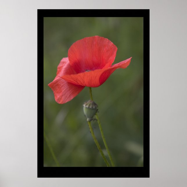 Poppy. Poster por cARTerART (Frente)