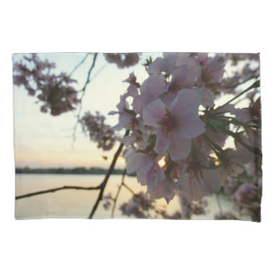 Por do sol da flor de cerejeira no Washington DC