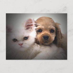 Por que não podemos ser cartões postais de amigo