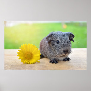 Porco com Poster de Flor