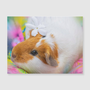 Porco de Porco de Guiné
