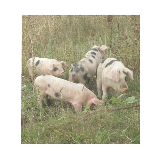 Porcos em um Bloco de Notas de Campo (Frente)