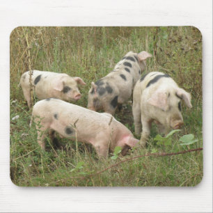 Porcos em um Mousepad de Campo