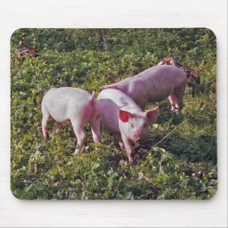 Porcos no mousepad da natureza