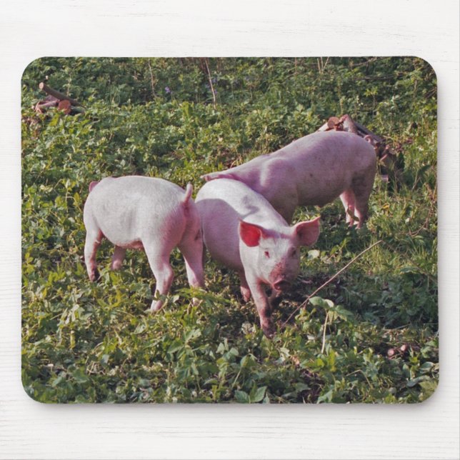 Porcos no mousepad da natureza (Frente)