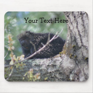 Porcupina Em Árvore Natureza Animal Foto Mousepad