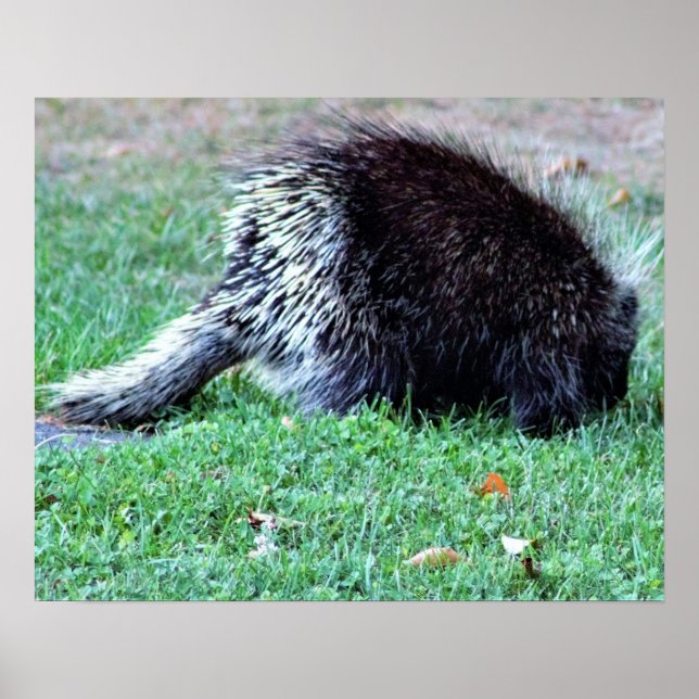 Porcupine Photo Poster (Frente)