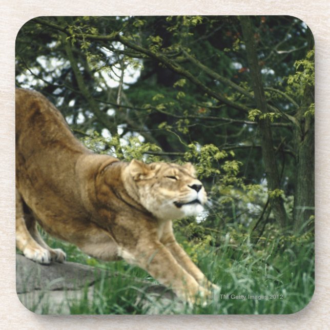 PORTA-COPO 24114343 (Frente)