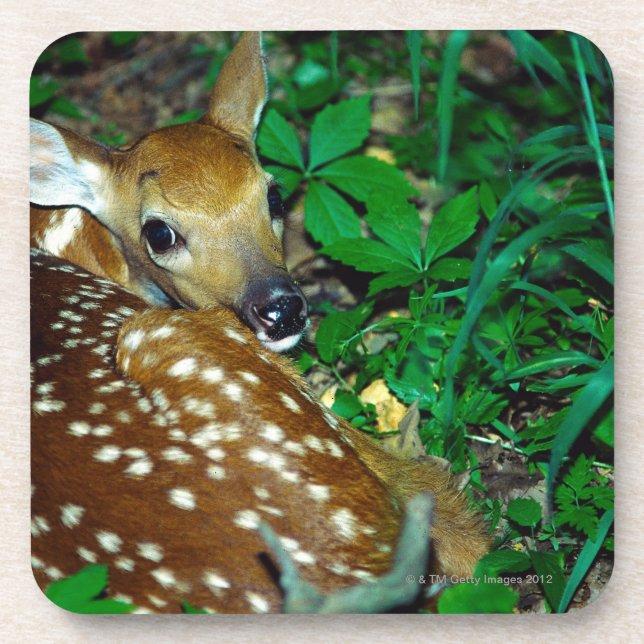 PORTA-COPO 24114390 (Frente)