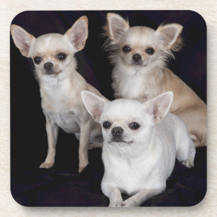 Porta-copo 3 chihuahuas
