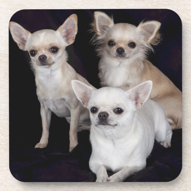 Porta-copo 3 chihuahuas (Frente)