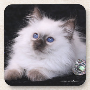 Porta-copo 6 portas copos plásticas duras do Balinese com