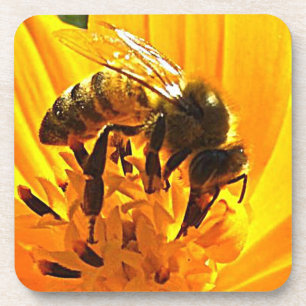Porta-copo Abelha numa Flor