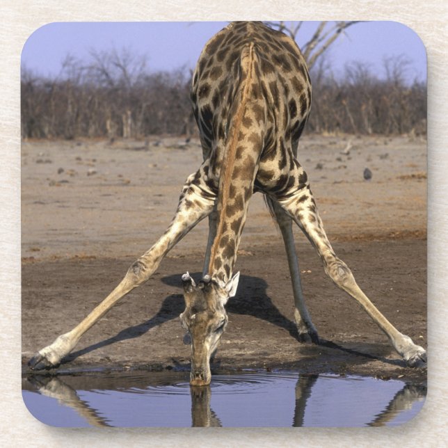 Porta-copo África, Botsuana, Parque Nacional Chobe, Girafa (Frente)