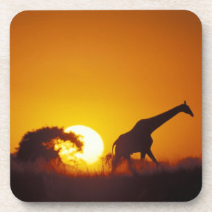 Porta-copo África, Botsuana, Parque Nacional Chobe, Girafa 2