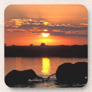 Porta-copo África, Botsuana, Parque Nacional Chobe, Manada