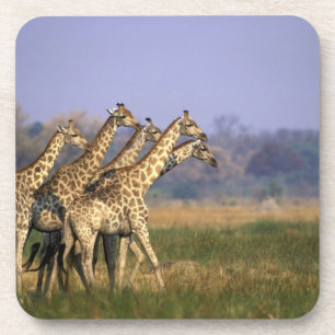 Porta-copo África, Botsuana, Reserva de Caça Moremi