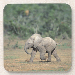 Porta-copo África do Sul, Parque Nacional Addo Elephant. Bebê
