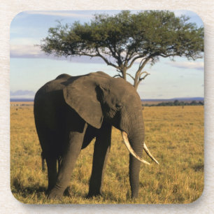 Porta-copo África, Quênia, Maasai Mara. Um elefante no