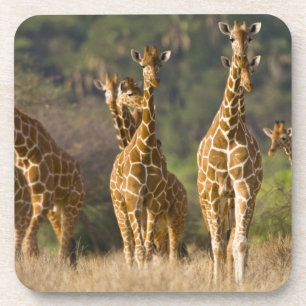 Porta-copo África. Quênia. Manada de Girafas Reticuladas