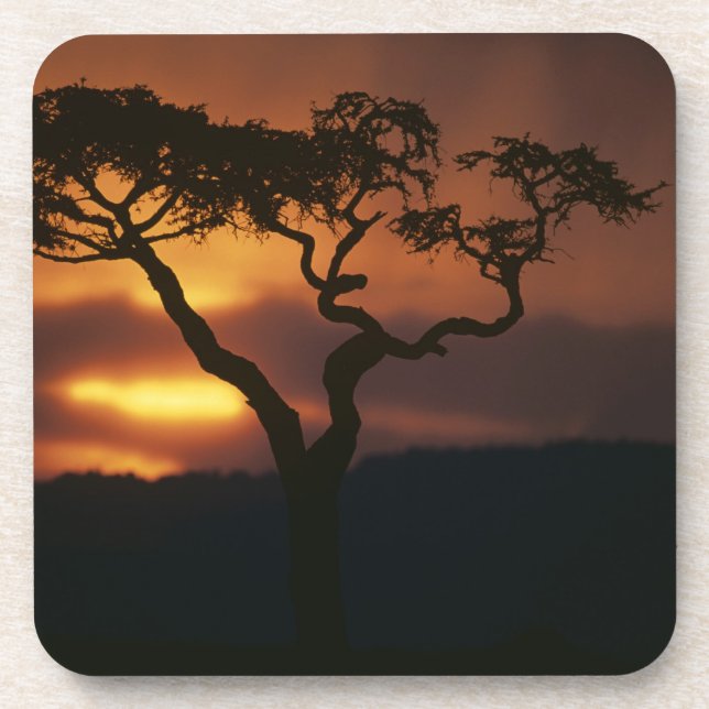 Porta-copo África, Quênia, Masai Mara Game Reserve, Configura (Frente)